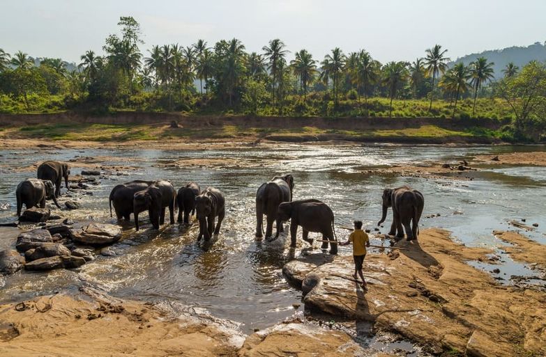 elefantes en el río