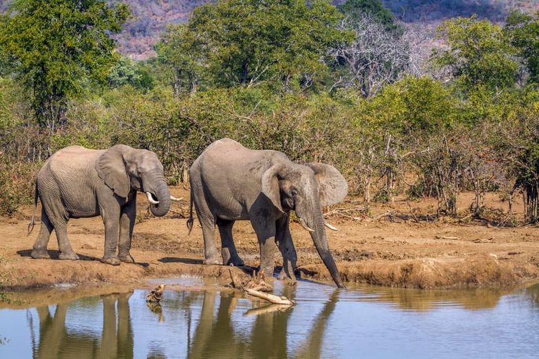 elefantes en la sabana