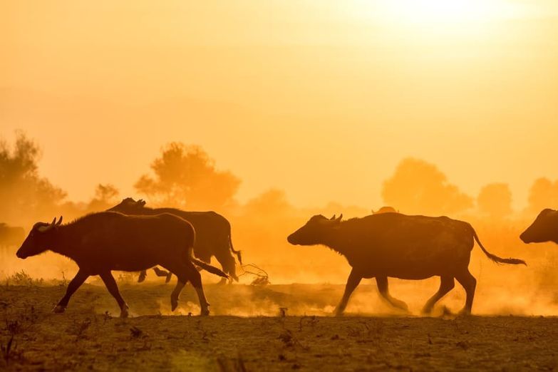 búfalos con puesta de sol de fondo