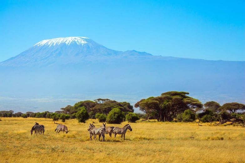 la sabana con el monte Kilimanjaro al fondo