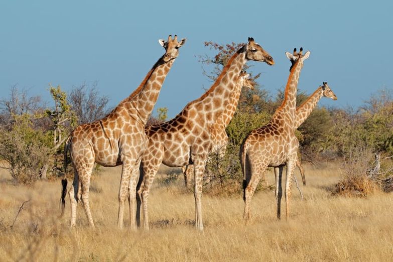 jirafas en Kenya