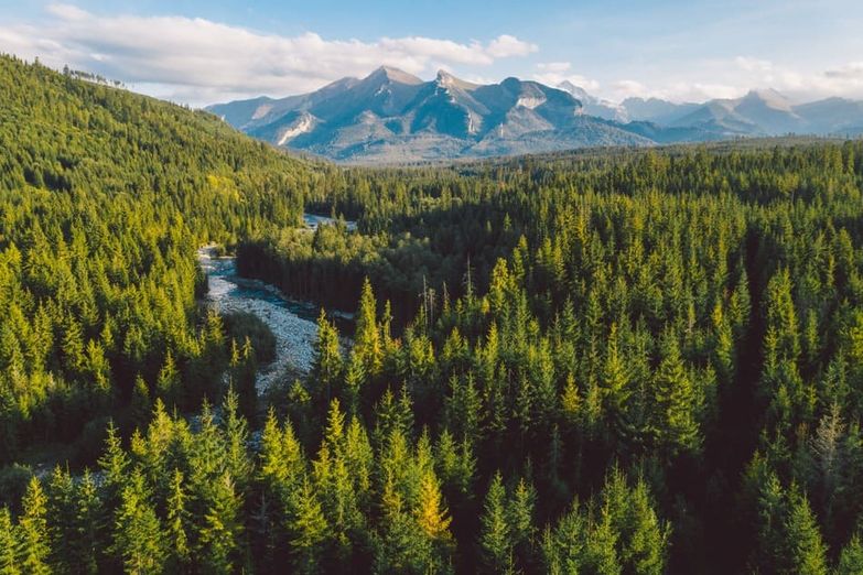 paisaje de bosque en Canadá